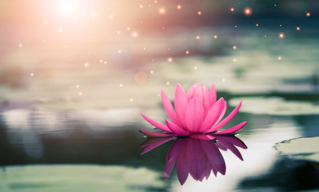 beautiful-pink-water-lily-lotus-with-sunlight-pond (1)
